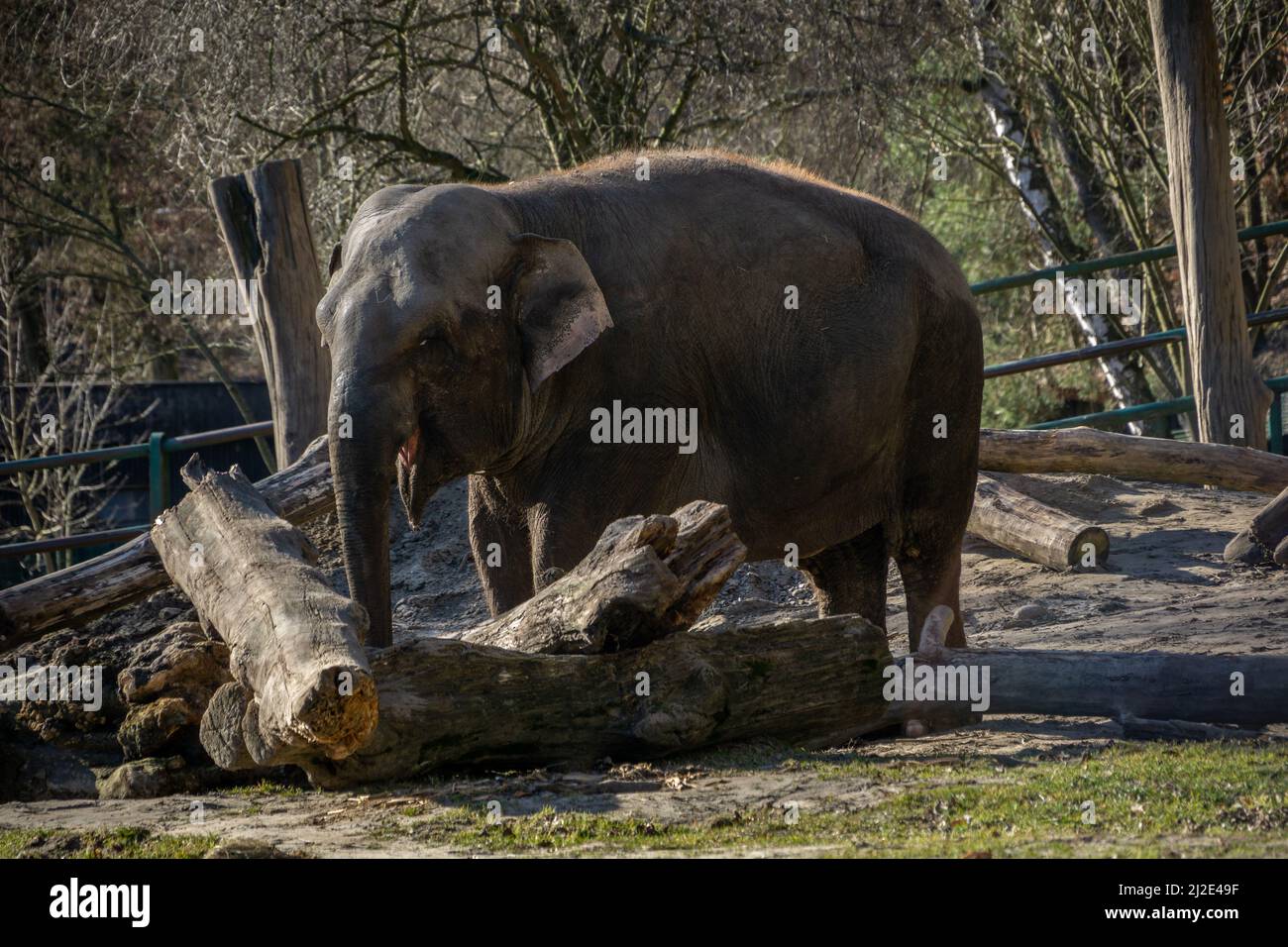 Animal fauna wilderness zoo hi-res stock photography and images - Alamy