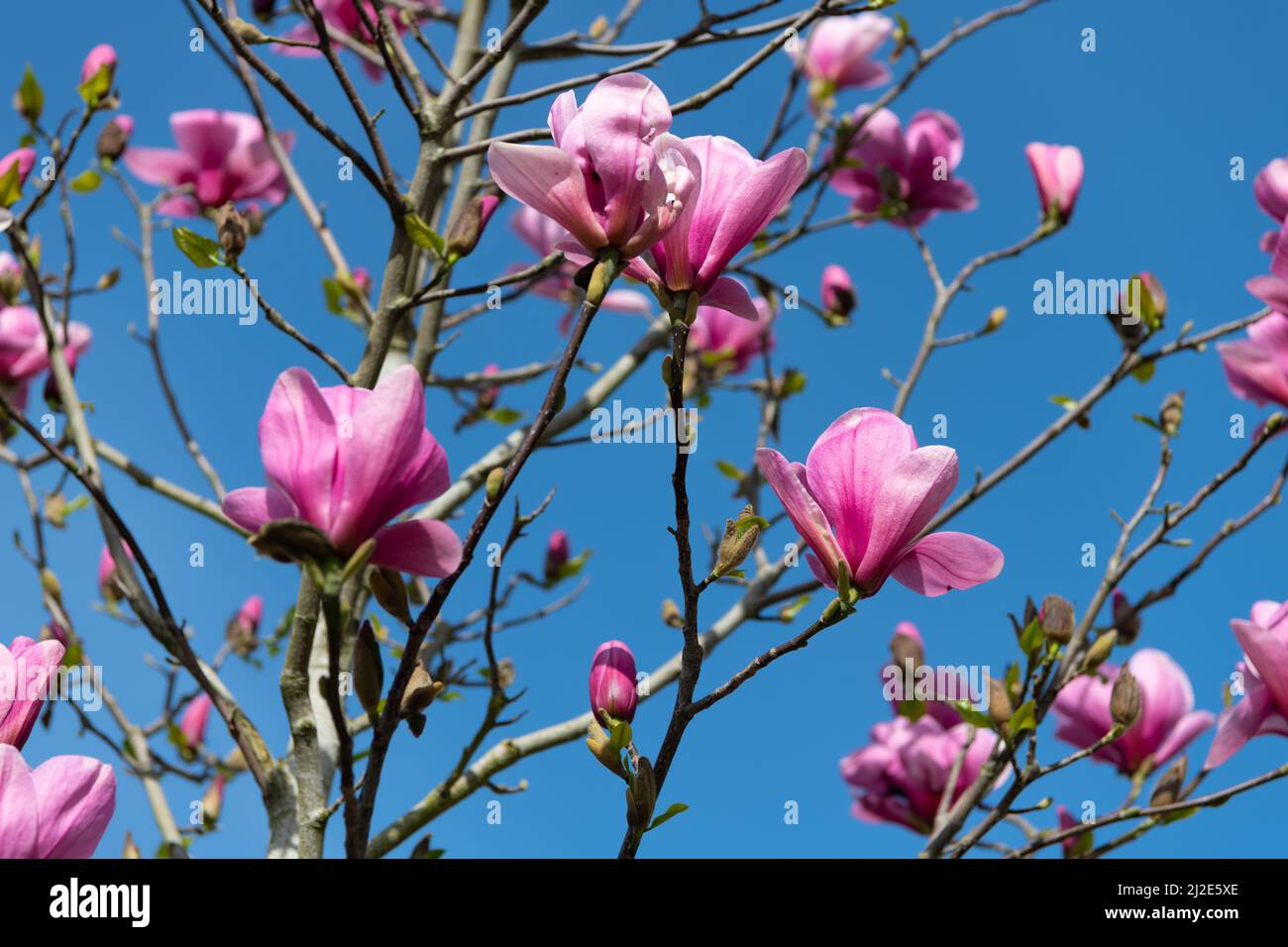 pink flowers of magnolia tree in full spring bloom. macro Stock Photo ...