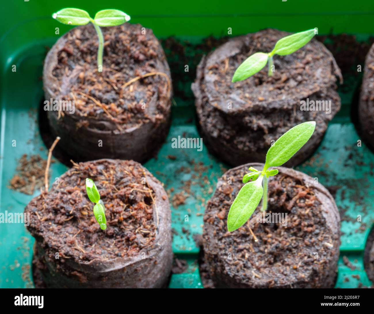 Young tomatoes hi-res stock photography and images - Alamy