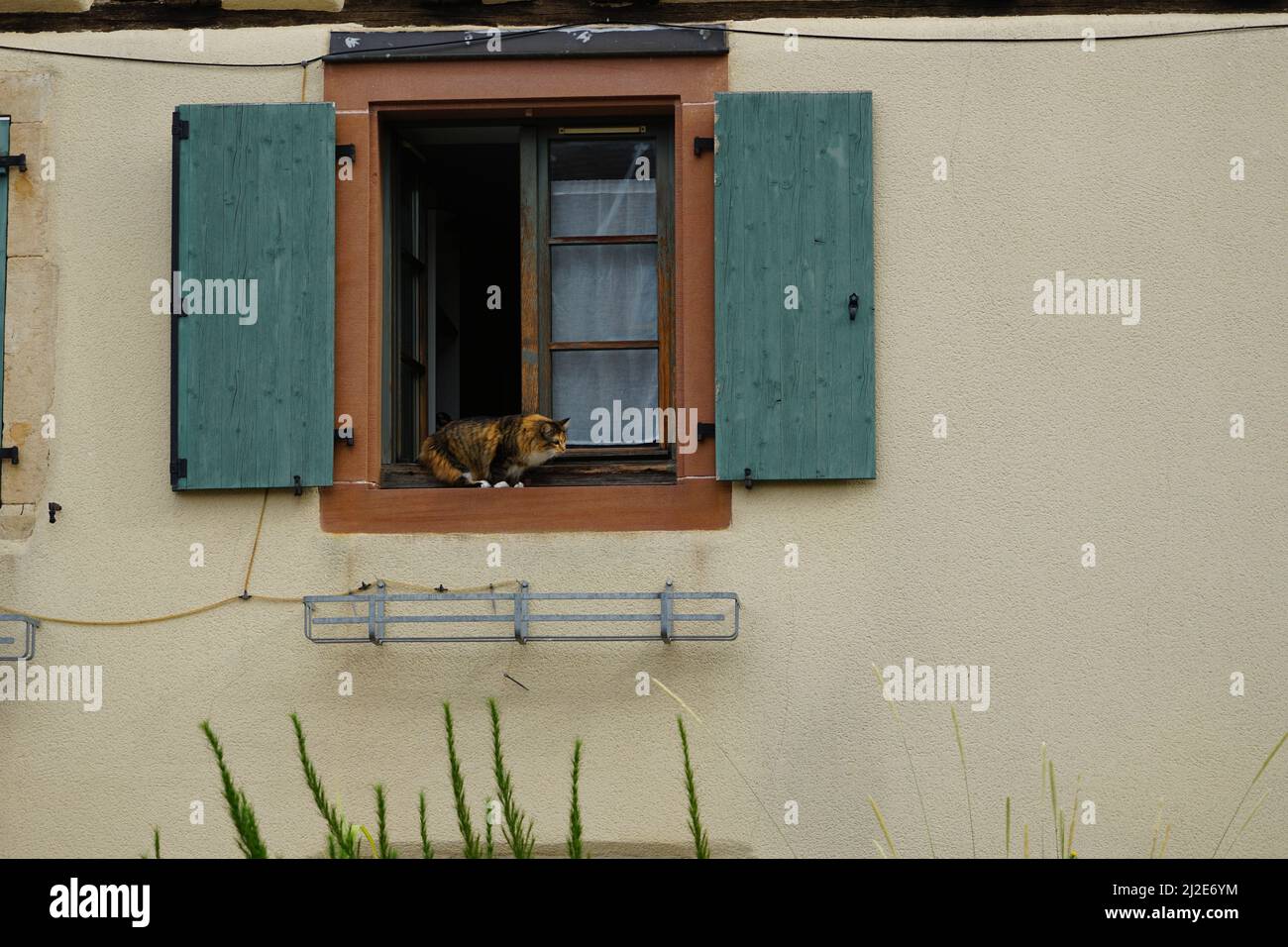 curious cat at window frame Stock Photo