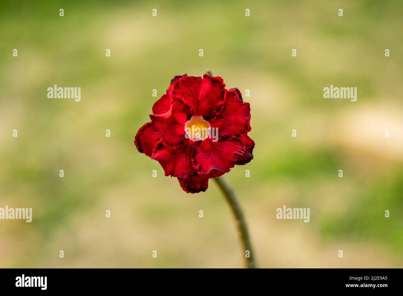 Gladiolus, gladiola, glad, Desert-rose, Hawaiian hibiscus, and the plural gladioli, plants are vertical. This is an herbaceous and one of the most cul Stock Photo