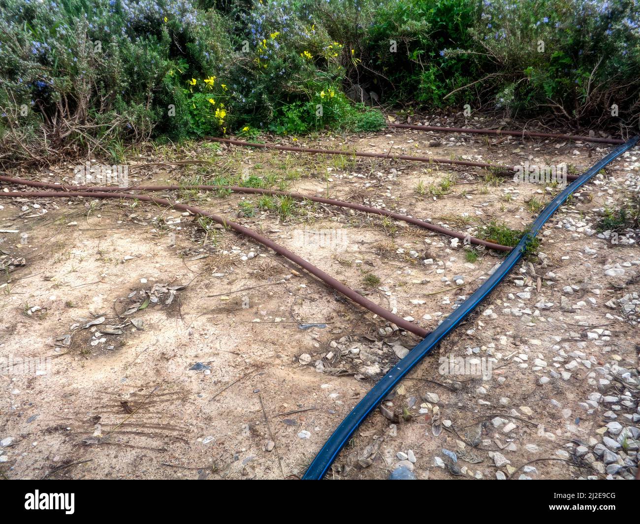 Urban irrigation system hoses on parched ground at Altea, Spain Stock