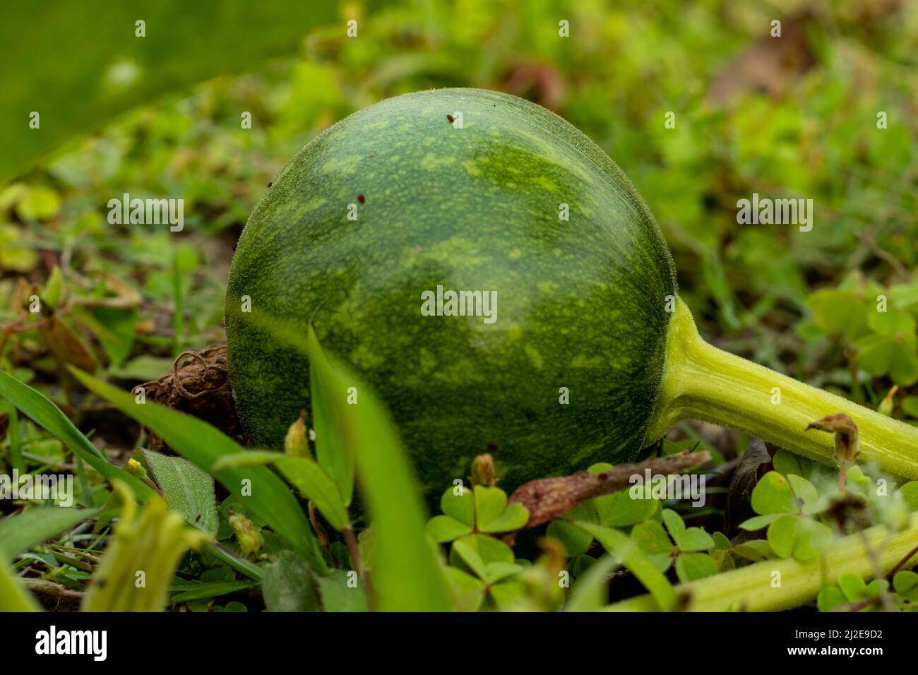 Green Pumpkins are round Curcubita winter squash with green-colored skin Stock Photo