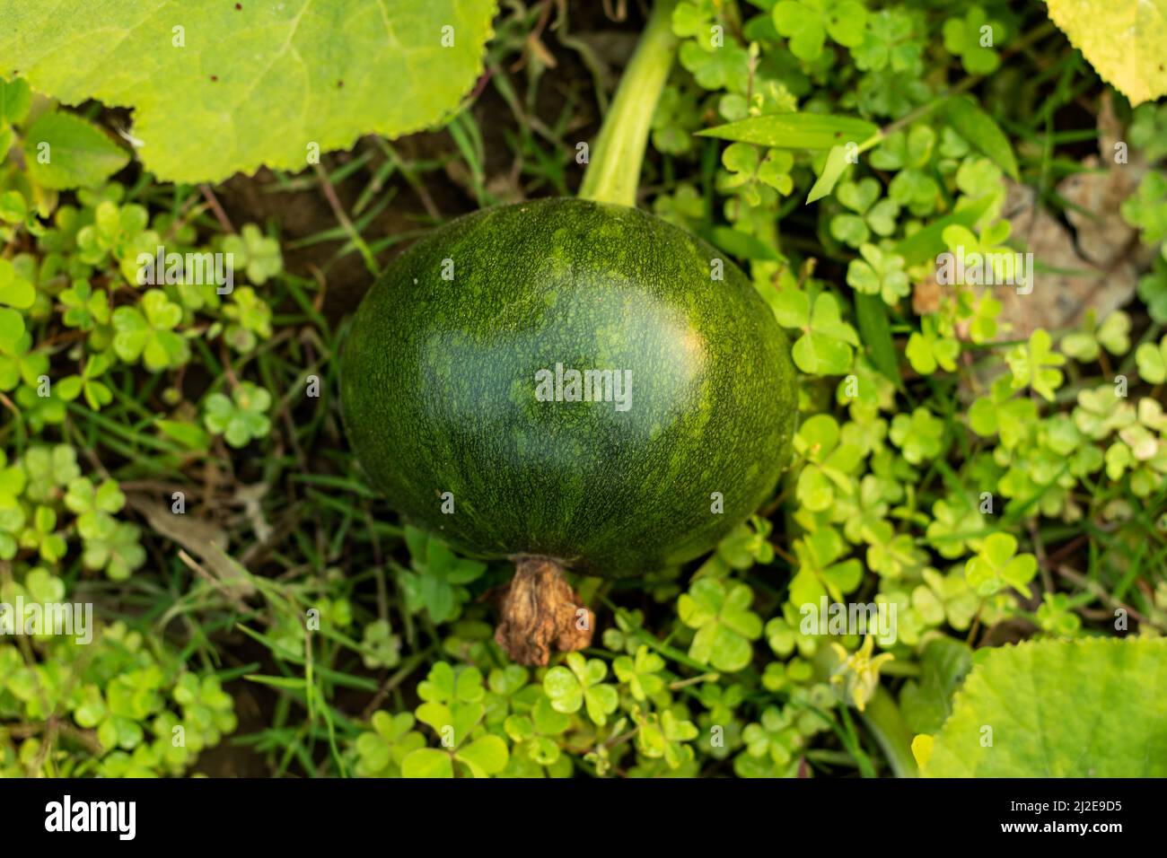 Green pumpkins are actually unripe that are still growing on the vine Green Pumpkins, Cucurbita, squash Dark green skins and acorn shape on fruits Stock Photo