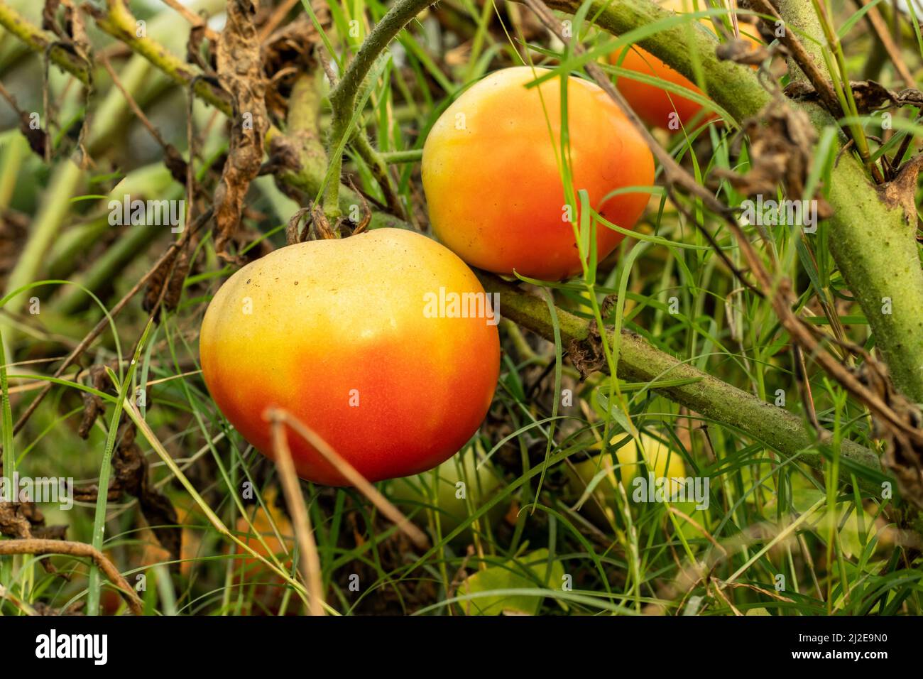 Ripening tomatoes will go from a deep green to a lighter green, then almost yellow or red. Ripe tomatoes in our easy tomato recipes for salads, soups, Stock Photo
