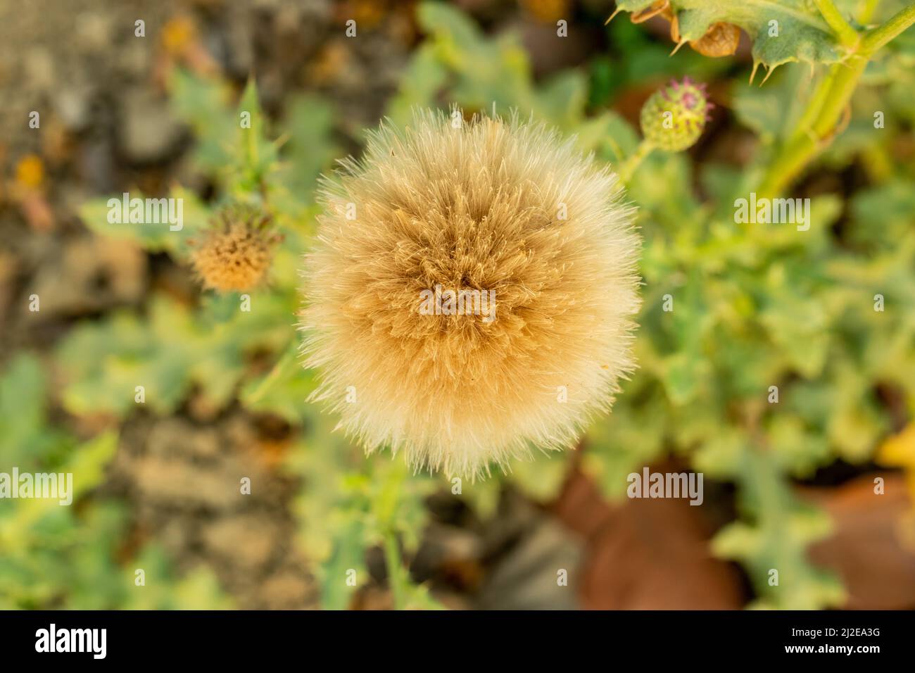 This perennial herb grows from thick roots. Its stems are upright, branched, and hairy. Creeping thistle, field thistle, perennial thistle, Cirsium in Stock Photo