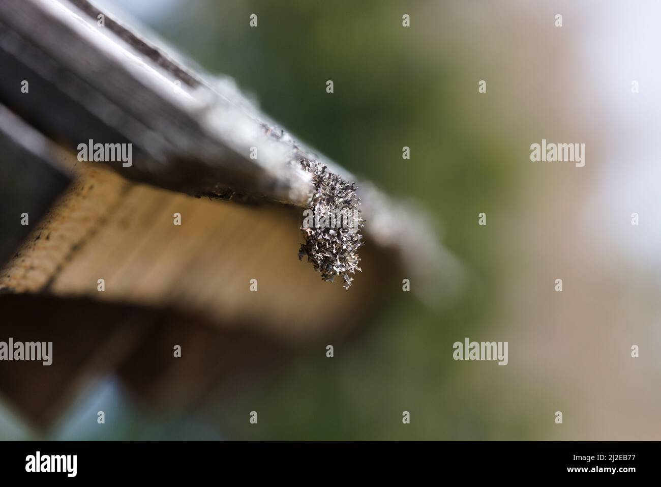 Depth of field study focused on Icelandic moss growing on an old log cabin. Stock Photo