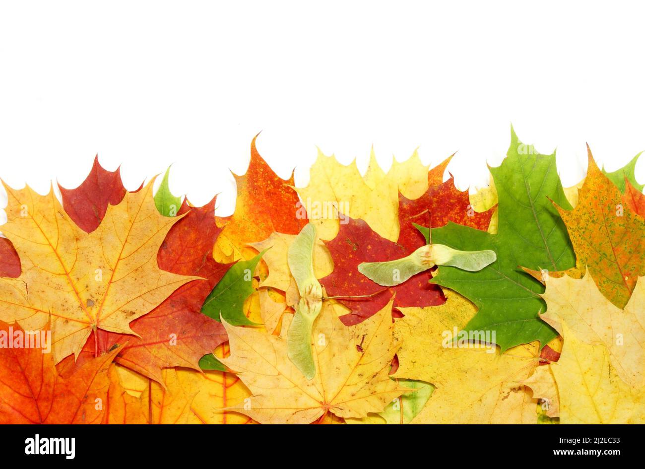 Beautiful autumn maple leaves isolated on white background Stock Photo ...