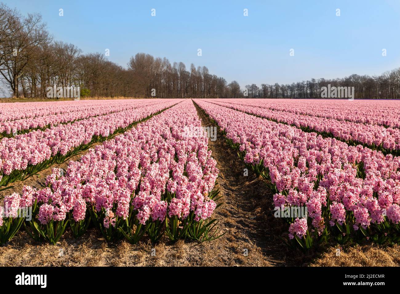 Spring time in the Netherlands: Scenic view of flowering soft pink hyacinths, Lisse, South Holland. Stock Photo