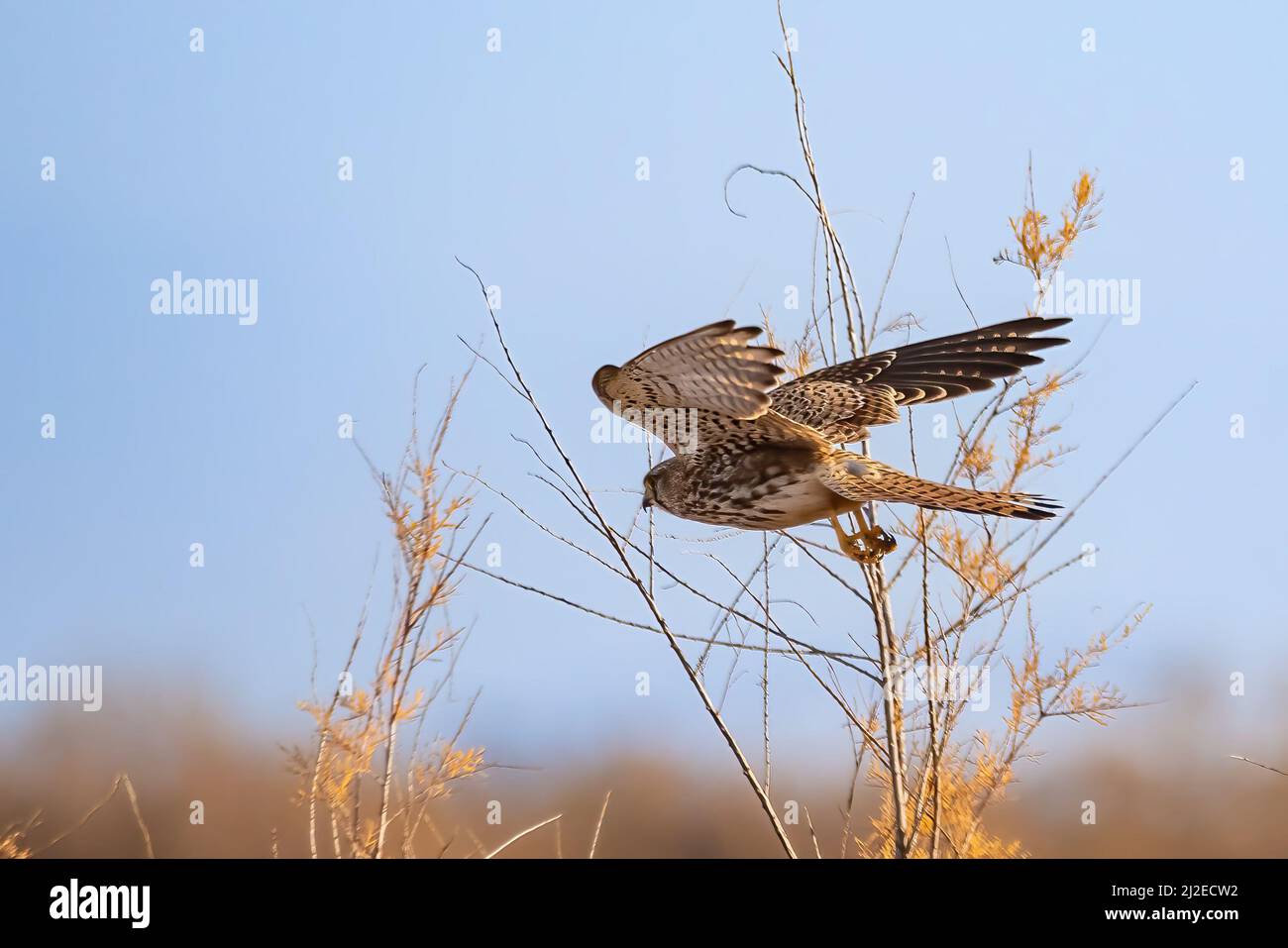Common kestrel (Falco tinnunculus) starting to fly Stock Photo Alamy