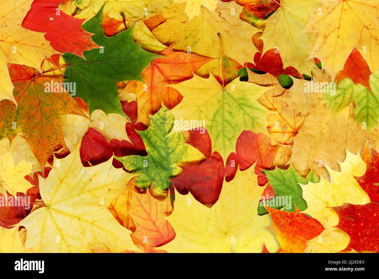 The colourful autumn background is made of maple leaves Stock Photo - Alamy