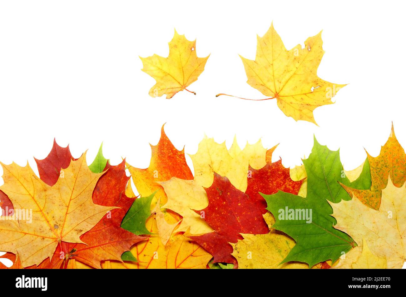 Beautiful autumn maple leaves isolated on white background Stock Photo ...