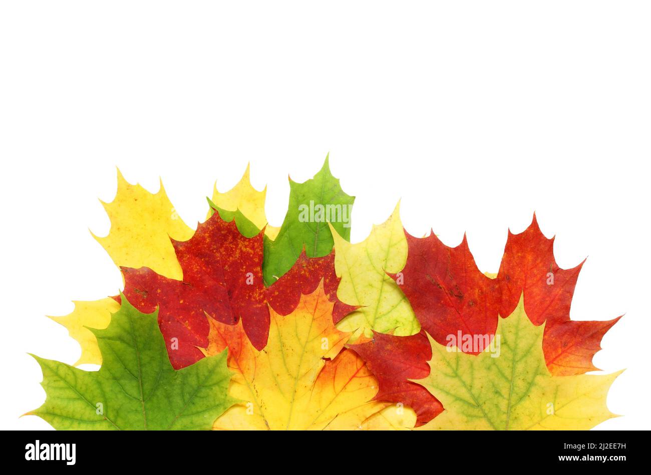Beautiful autumn maple leaves isolated on white background Stock Photo ...