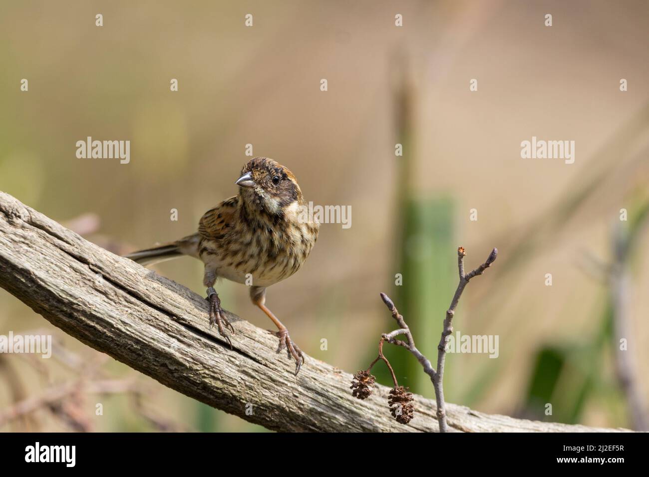 Reed bunting (Emberiza schoeniclus) Streaky brown plumage dark head white moustachial stripes perched on dead branch spring season copy space Stock Photo
