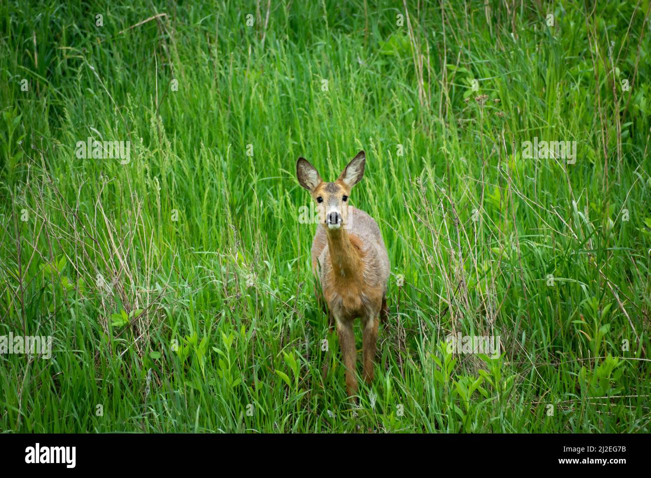 Beautiful young roe deer standing in green dense grass, spring day Stock Photo
