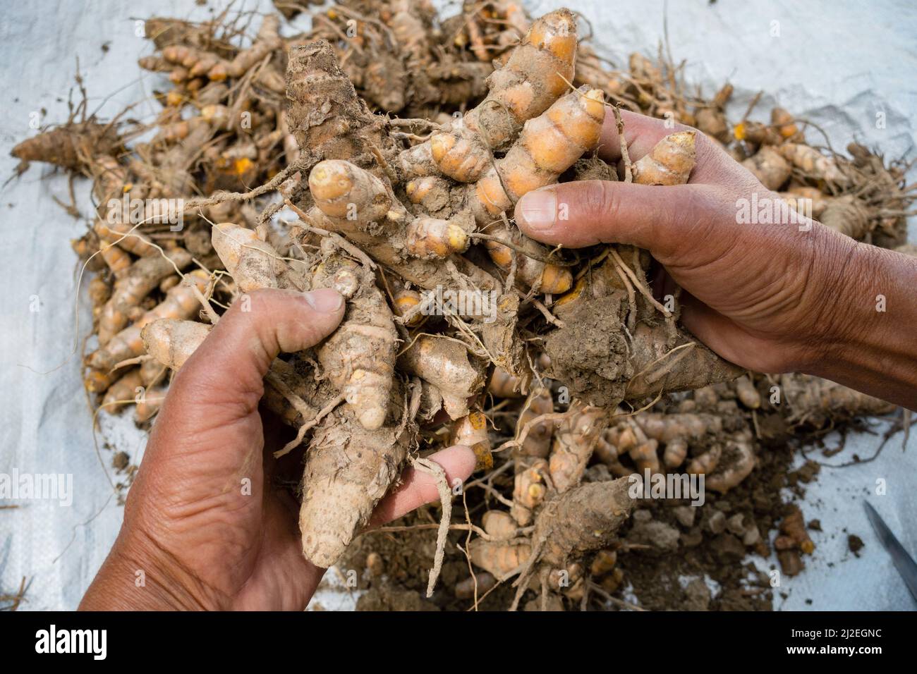 A close up shot of turmeric root . Turmeric is a common spice that