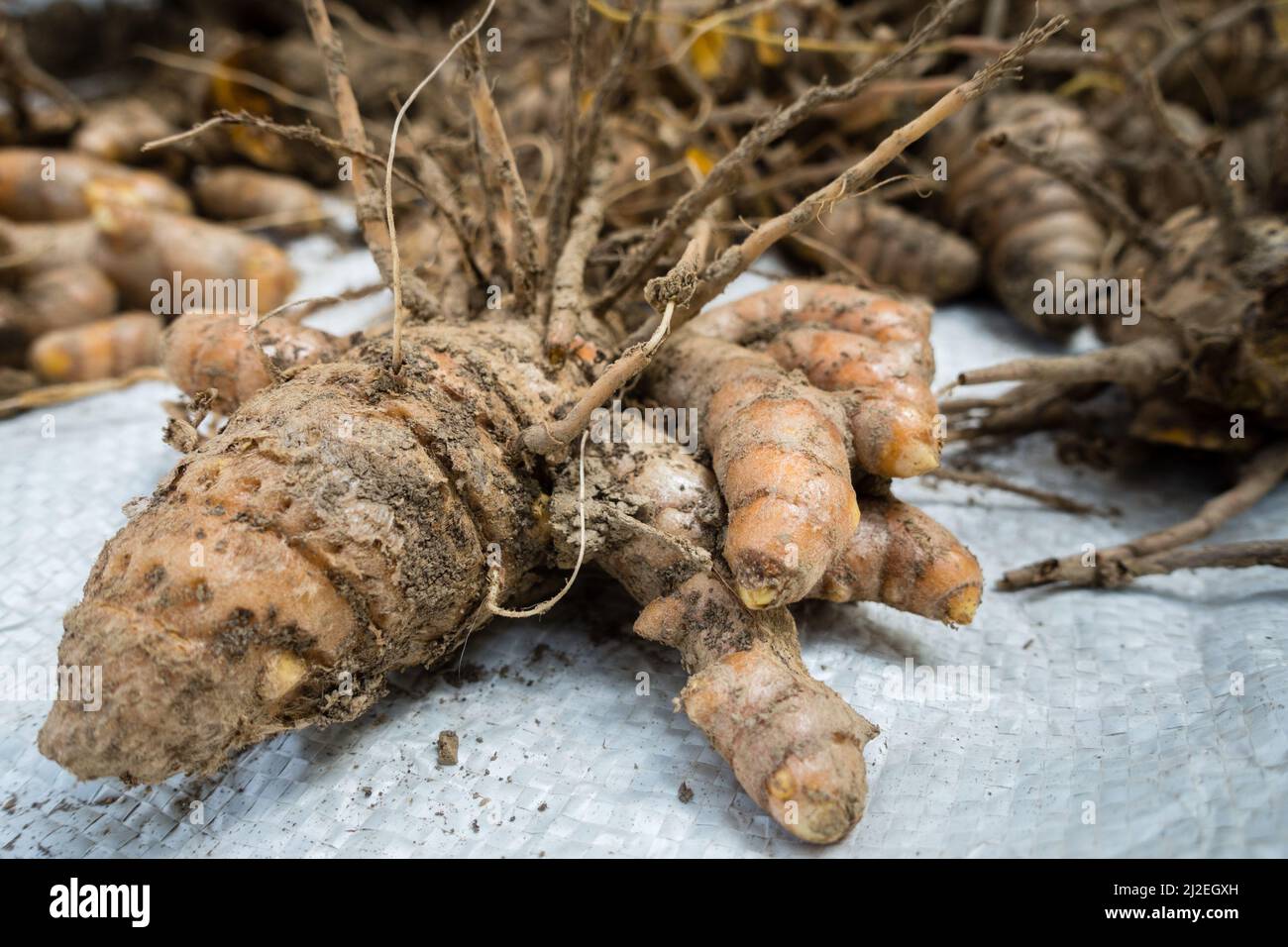 A close up shot of turmeric root . Turmeric is a common spice that