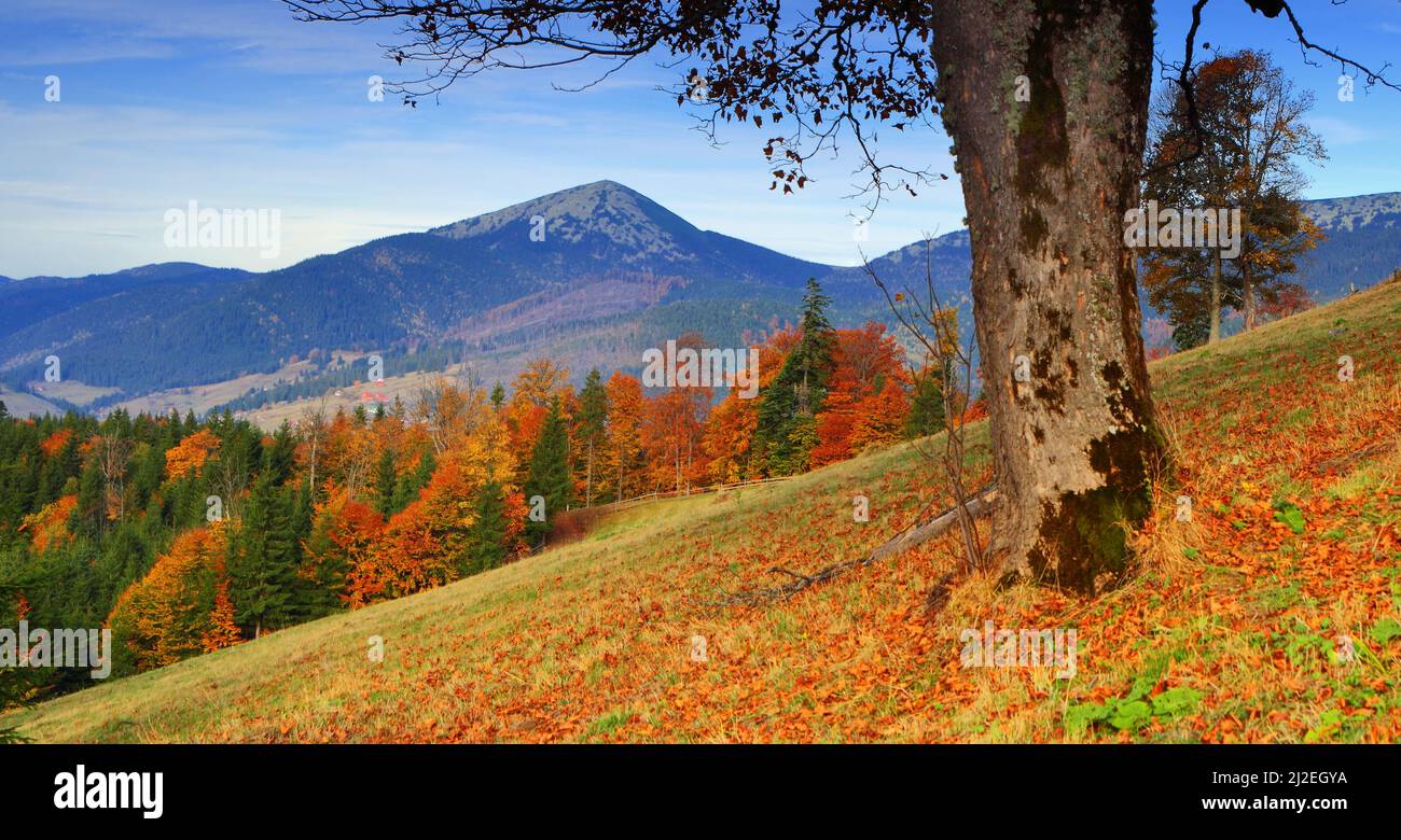 the mountain autumn landscape with colorful forest Stock Photo - Alamy