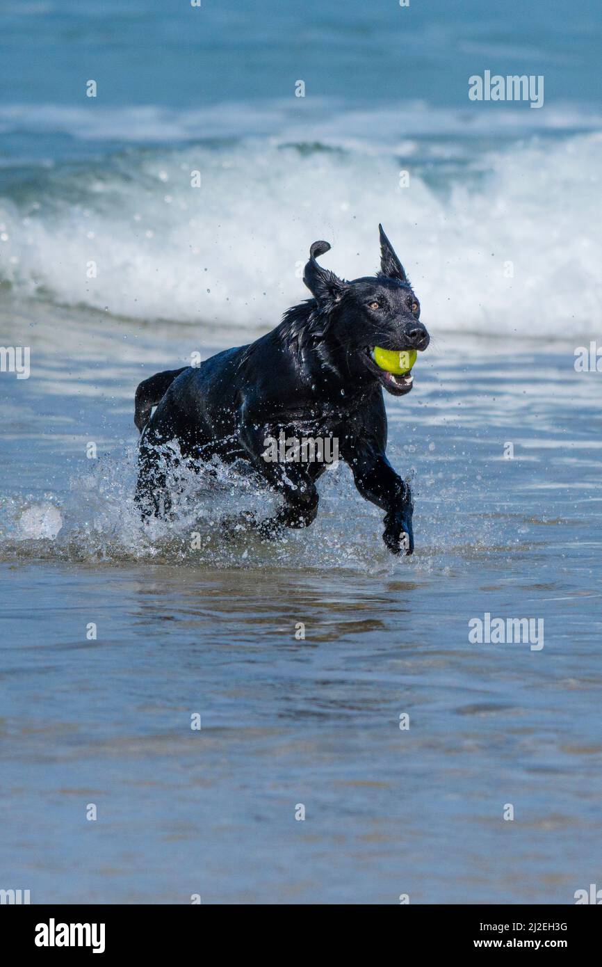 A Black Labrador running in the sea holding a ball in its mouth at Fistral In Newquay in Cornwall in the UK. Stock Photo
