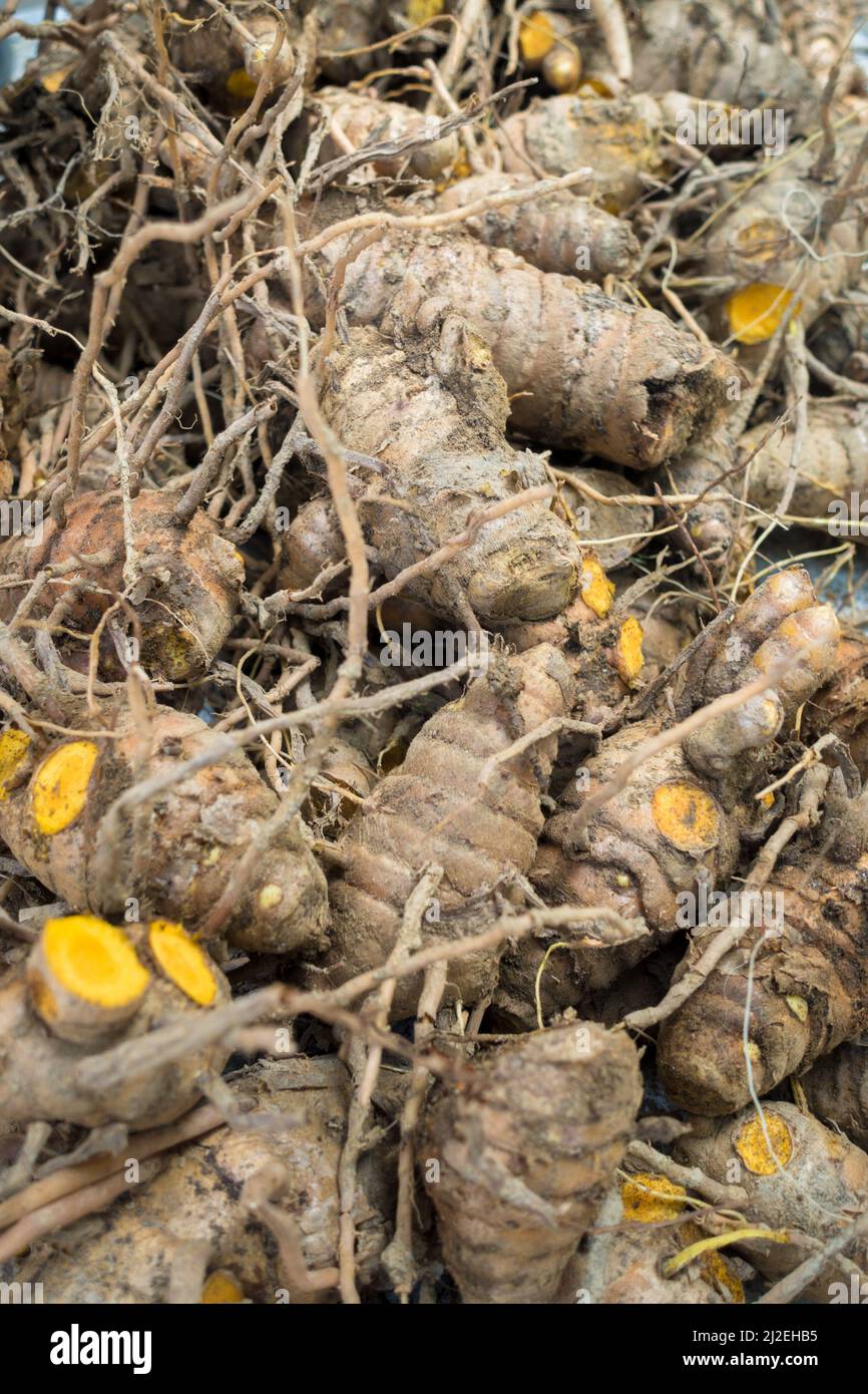 Curcumae longa hires stock photography and images Alamy
