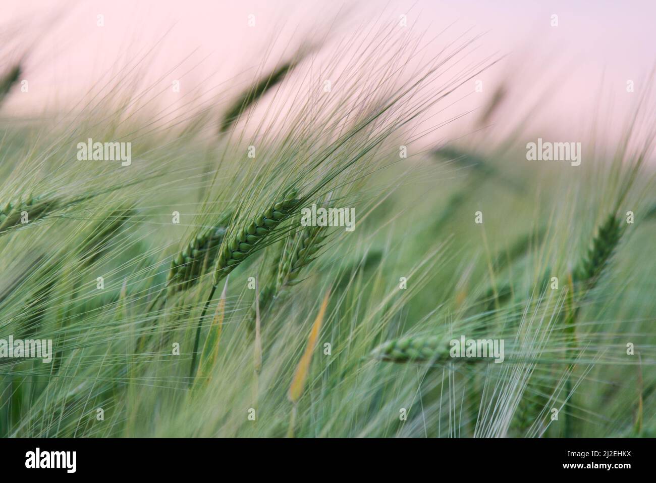 Wheat field sunset light summer hi-res stock photography and images - Alamy
