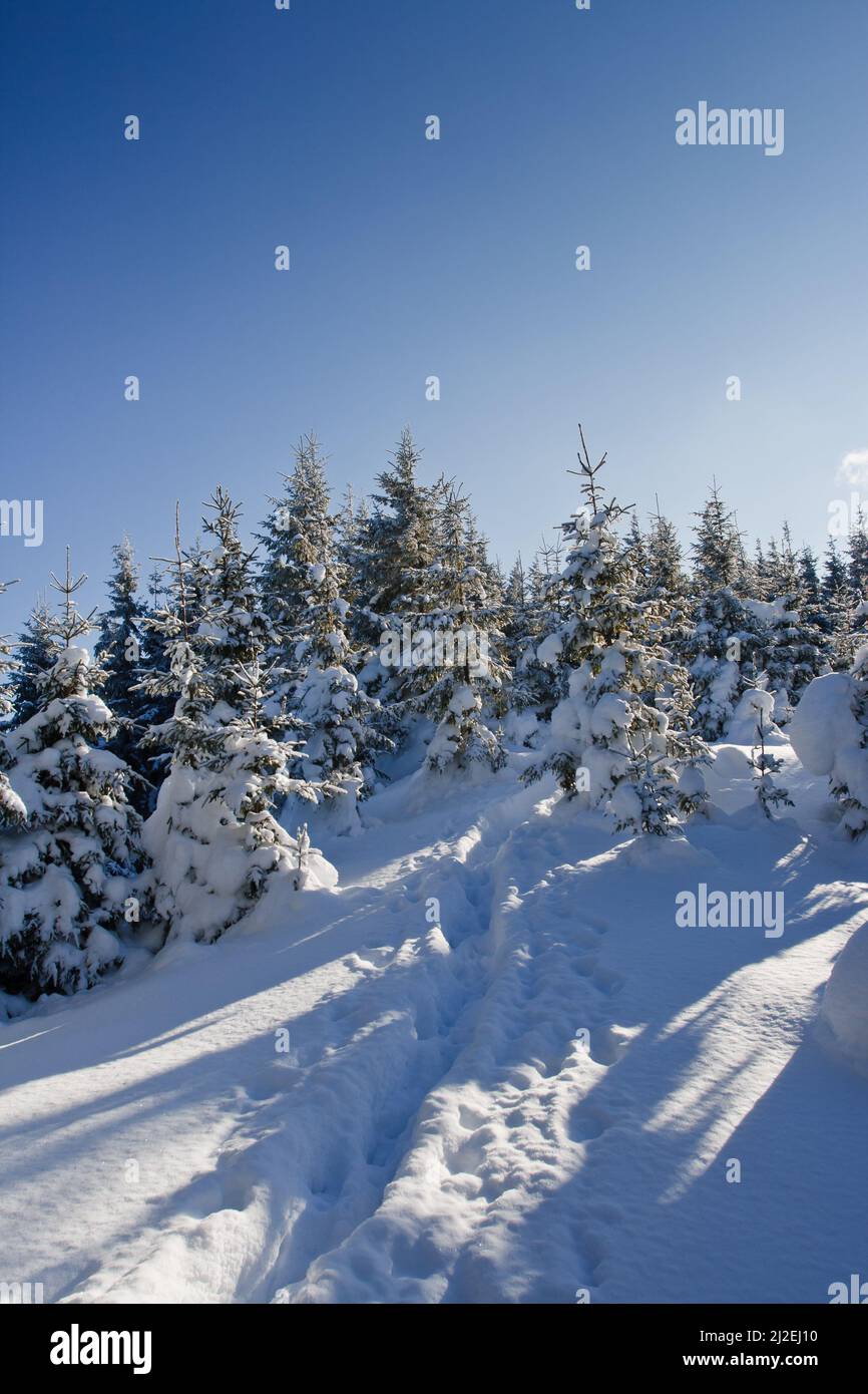 Winter trees in mountains covered with fresh snow Stock Photo - Alamy