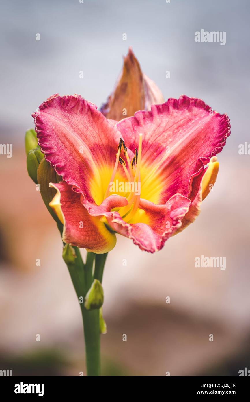 Closeup of a beautiful flower. Pink lily on a blurry background. Stock Photo