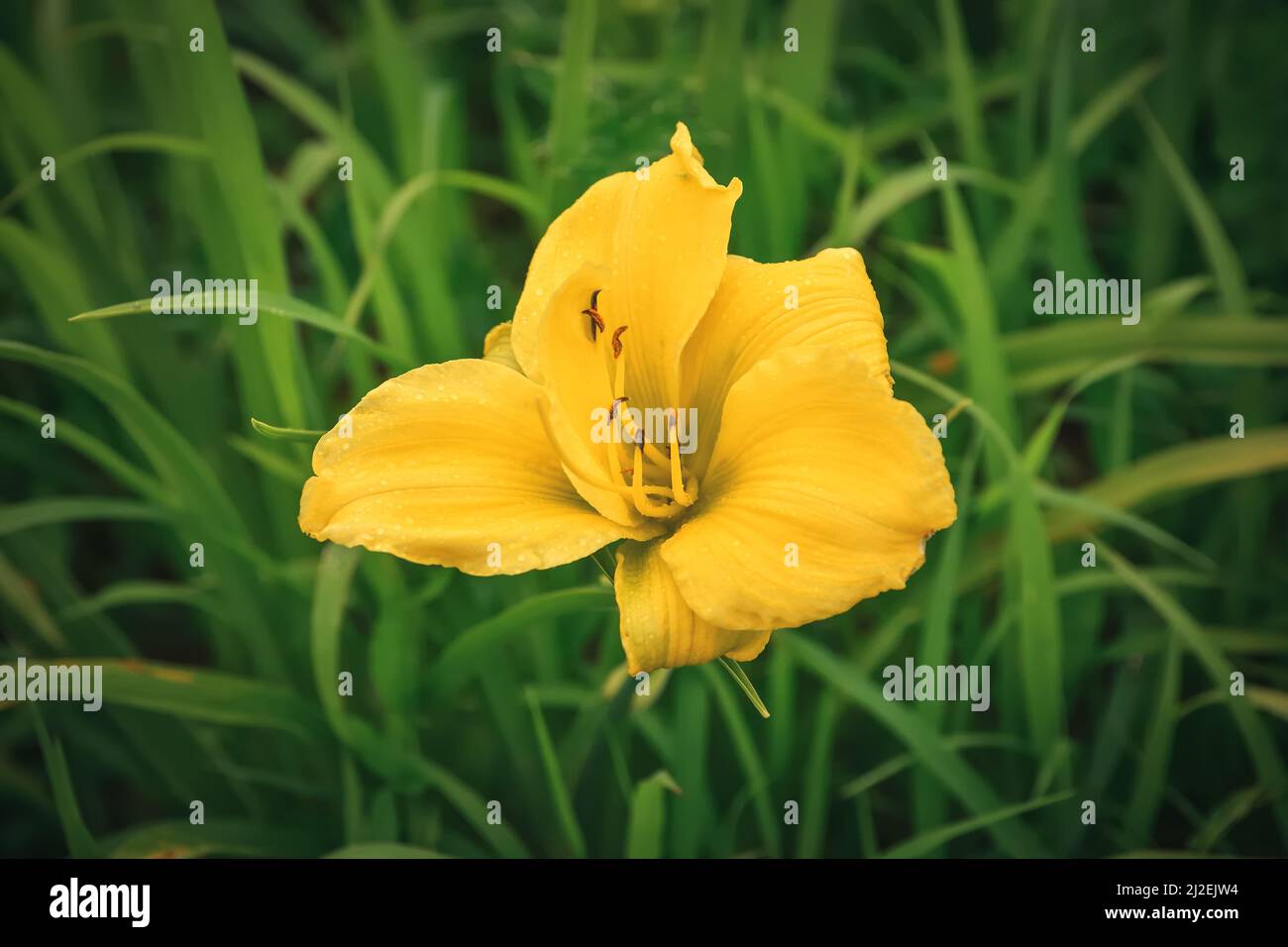 Closeup of a beautiful flower. Yellow lily with green grasses in the background. Stock Photo