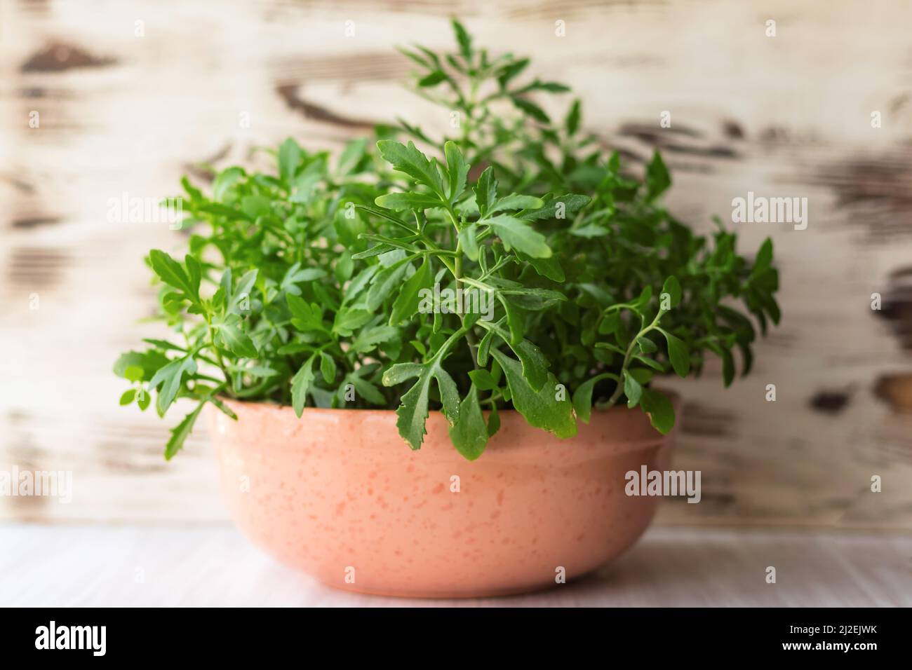 House plant Kalanchoe laciniata in brown clay pot on white wooden shelf against shabby wall Stock Photo