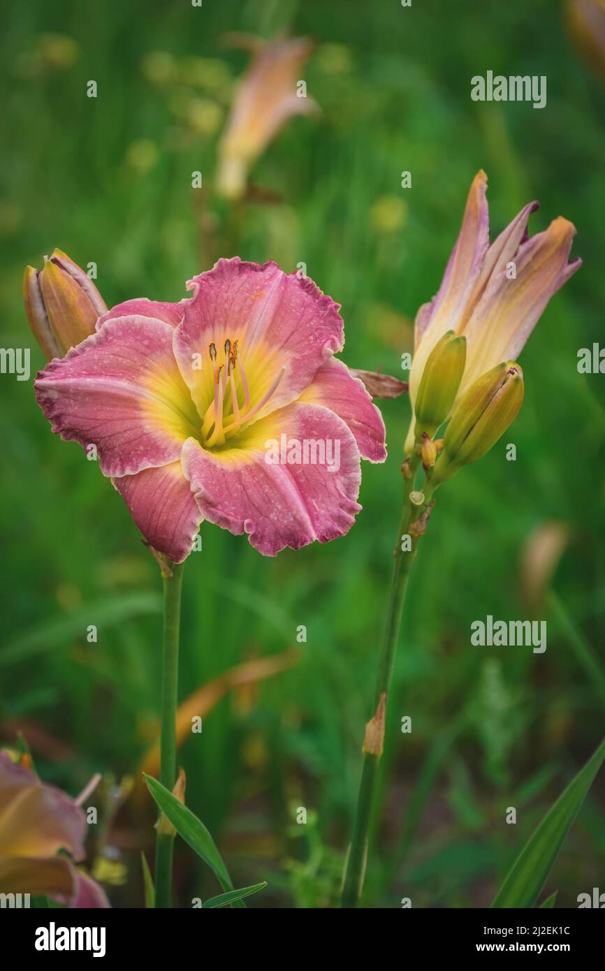 Closeup of a beautiful flower. Lily with green grasses in the background. Stock Photo