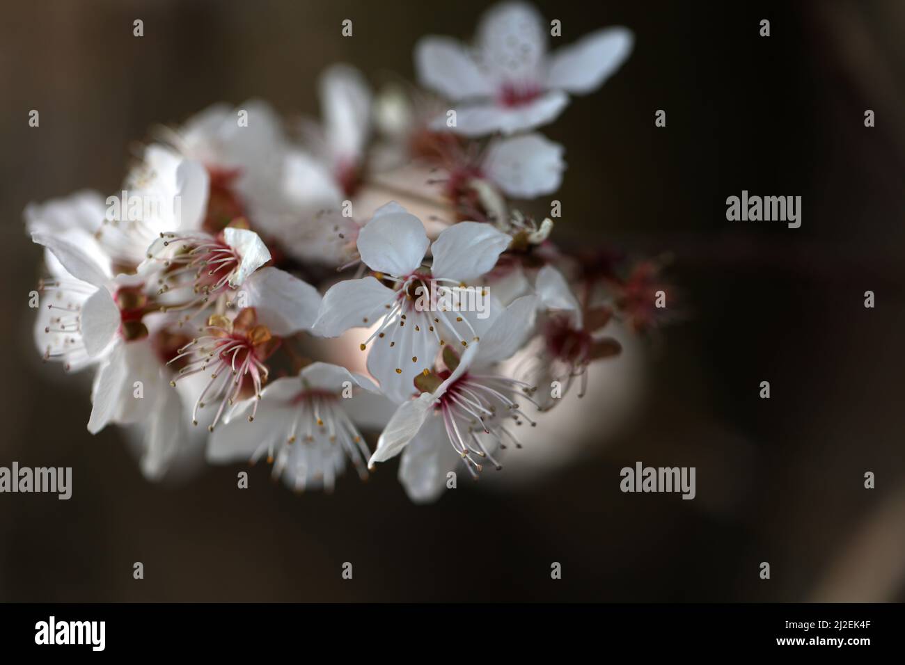 Flowering blood plum Prunus cerasifera Stock Photo