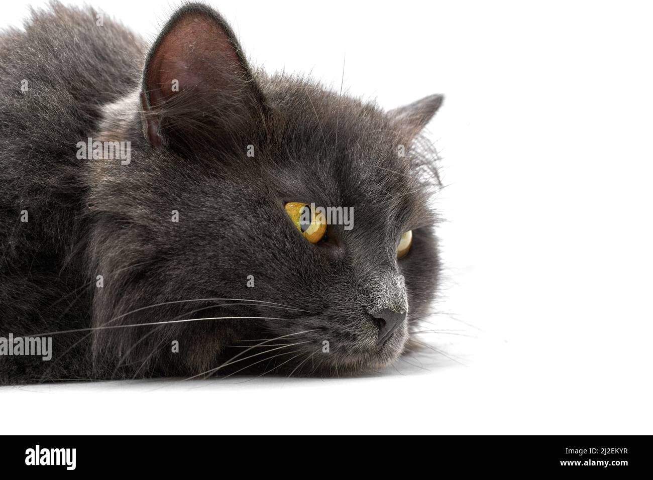Portrait of the gray cat Nibelung close-up isolated on a white background. Lying gray cat with a pensive look looks ahead Stock Photo