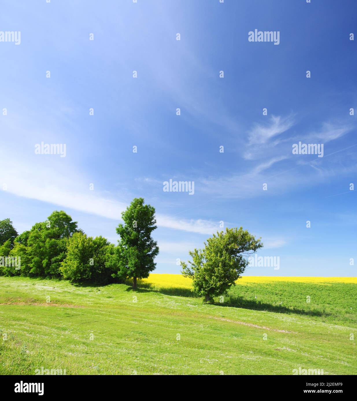 Green meadow trees in hi-res stock photography and images - Alamy