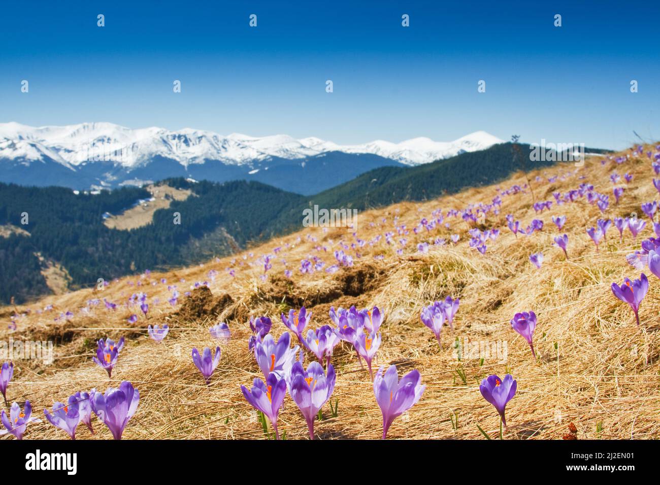 Springtime is the moment for this purple flower Stock Photo - Alamy