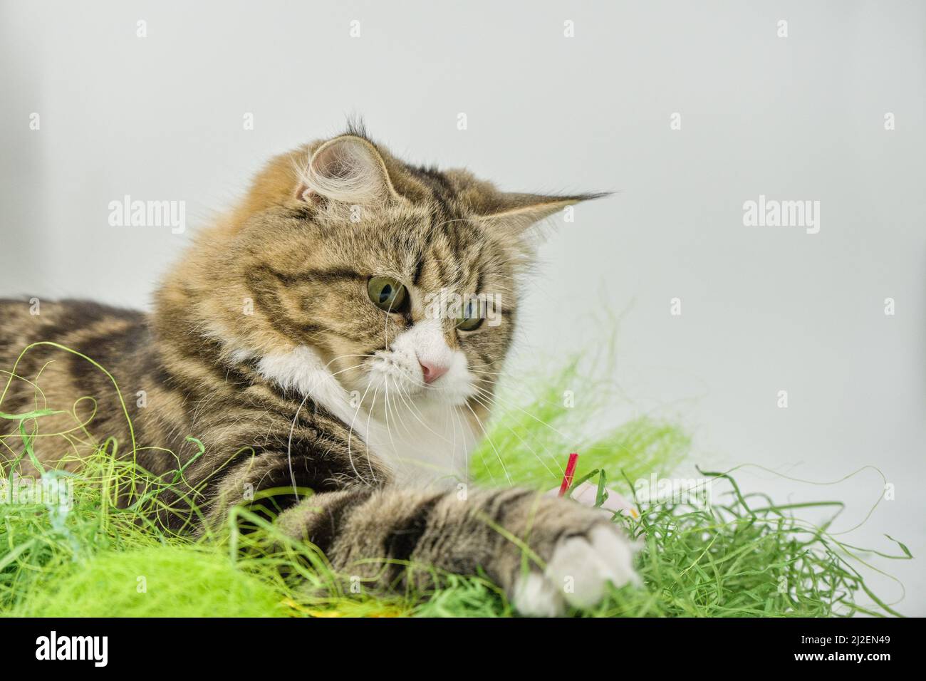 Siberian cat in the grass Stock Photo