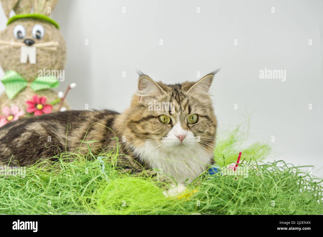 Siberian cat in the grass Stock Photo