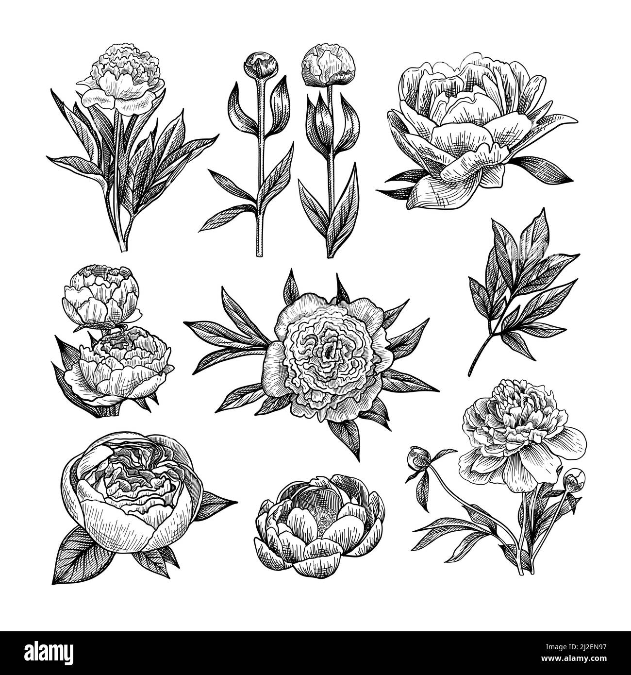 Peony engraved illustrations set. Hand drawn sketch of blossoming peonies with leaves, flower buds on white background. Floral, wedding concept Stock Vector