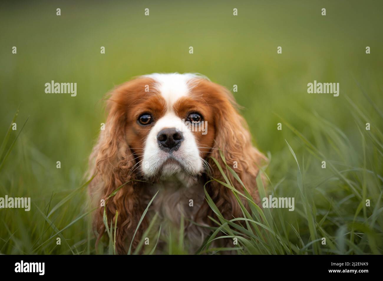 Dog portrait in woods Stock Photo - Alamy