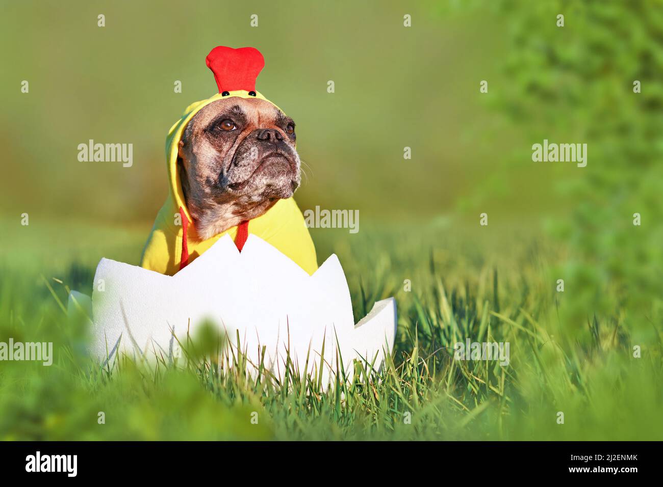 Silly french cheap bulldog