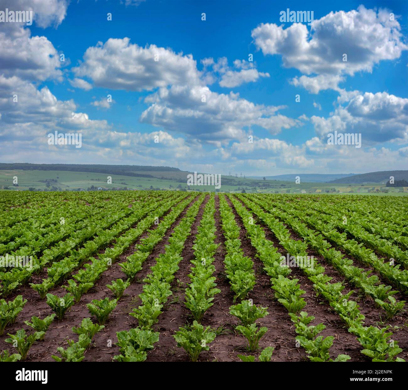 Sugar beet rows at field and cloudly sky Stock Photo