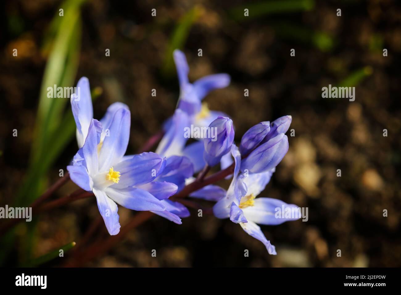 Hyacinthaceae flowers, macro close-up, selective focus, blue violet Spring flowers growing in brown soil clay in garden. Dublin, Ireland Stock Photo