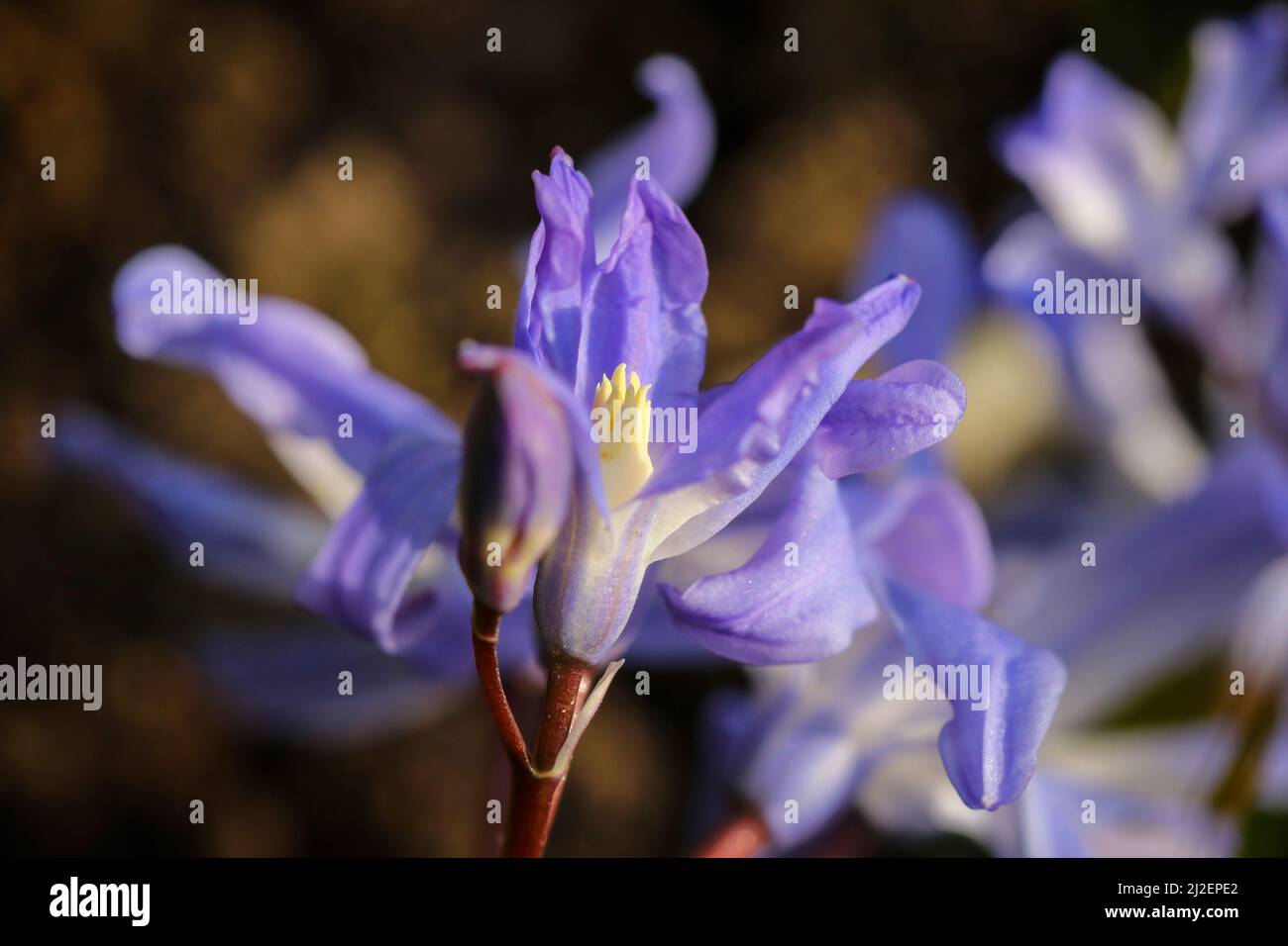 Hyacinthaceae flower, macro close-up, selective focus, blue violet Spring bloom growing in garden. Brown soil background. Dublin, Ireland Stock Photo