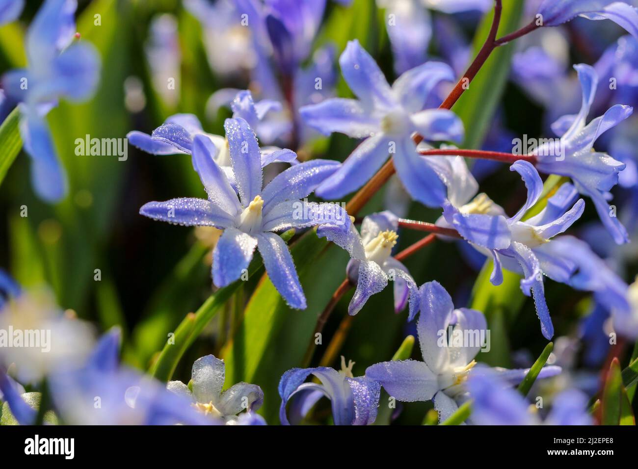 Hyacinthaceae 'Chionodoxa forbesii', blue violet flowers, with sunshine on dew drops. Macro close-up Spring flowers. Dublin, Ireland Stock Photo