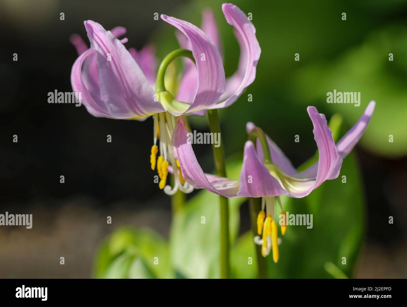 Delicate pink flowers, Erythronium revolutum x californicum, family Liliaceae, macro closeup, blooming in Spring. Dublin, Ireland Stock Photo