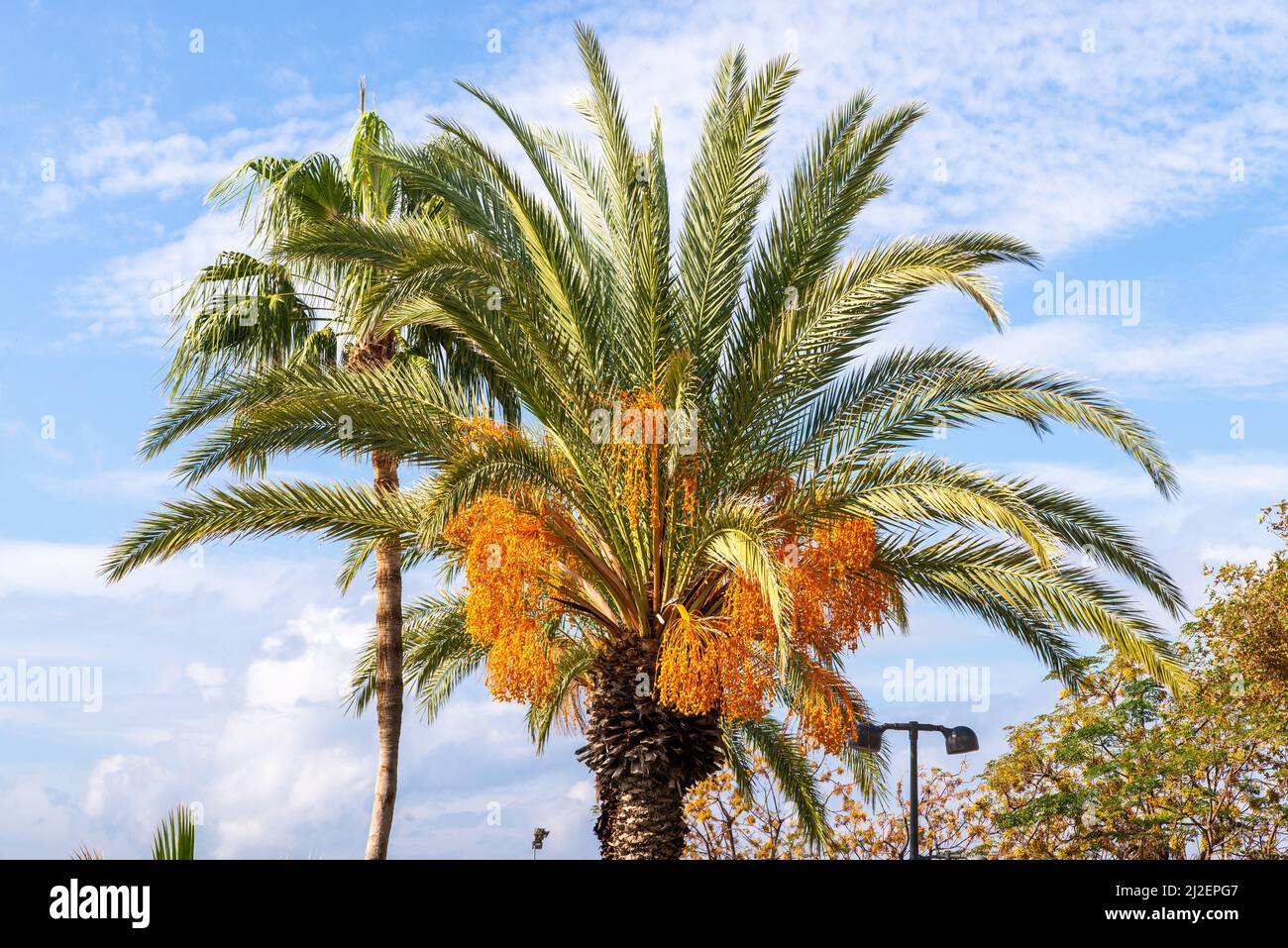 Pindo jelly palm or Butia capitata yellow fruits hanging from a tree. Stock Photo