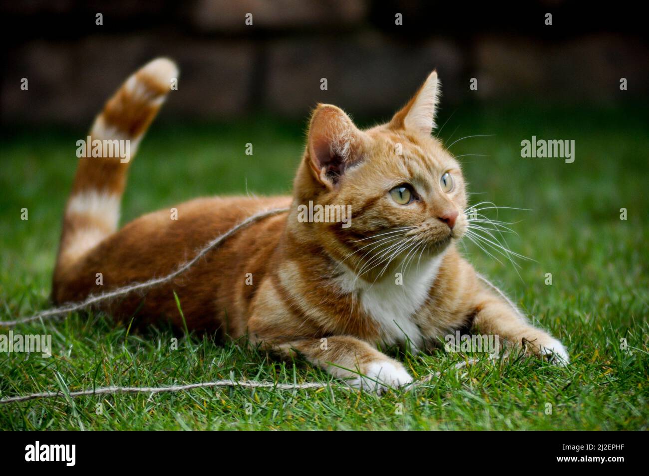 A pretty young ginger cat with white bib markings sitting outside on a grass lawn. Stock Photo