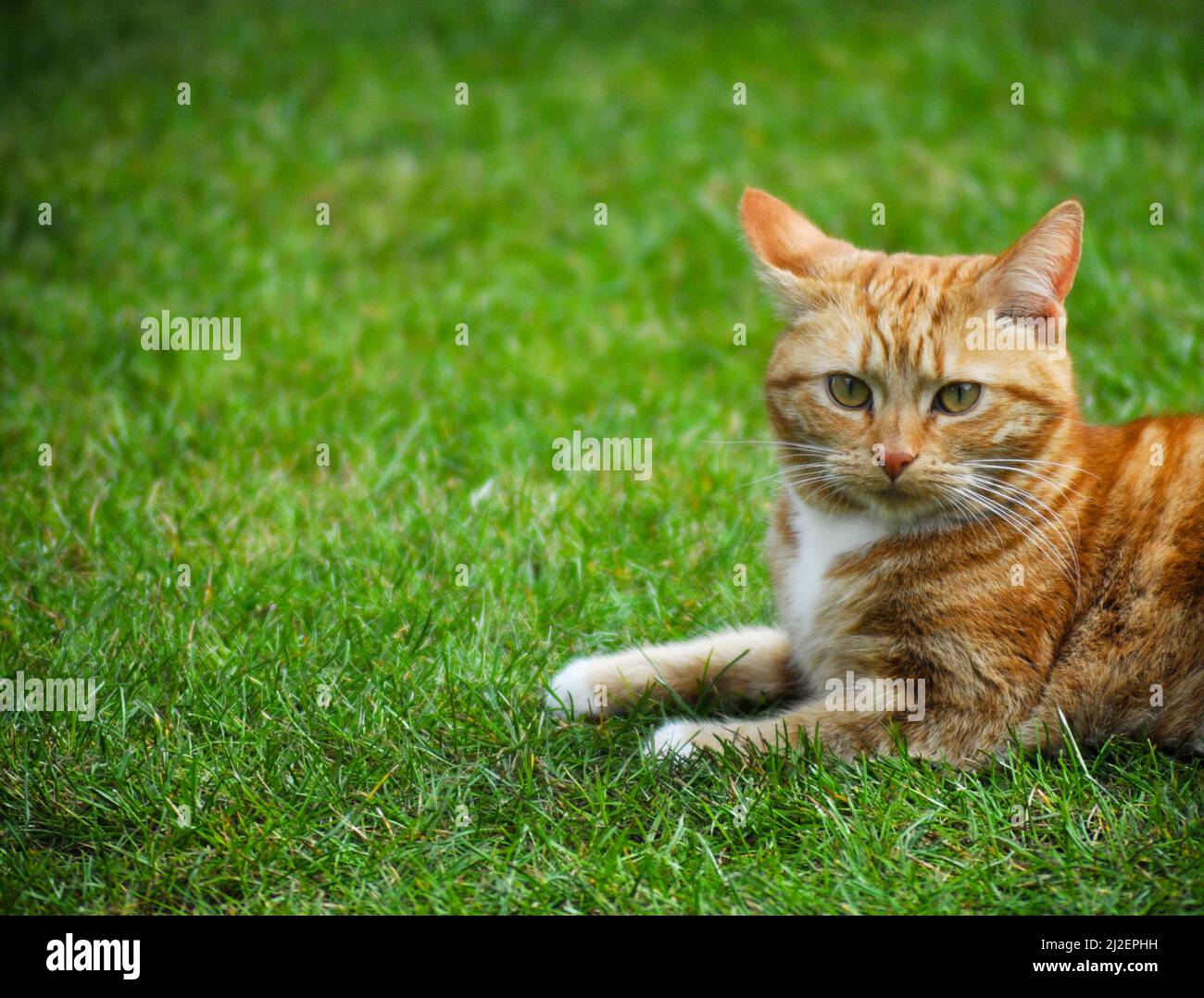 A pretty young ginger cat with white bib markings sitting outside on a