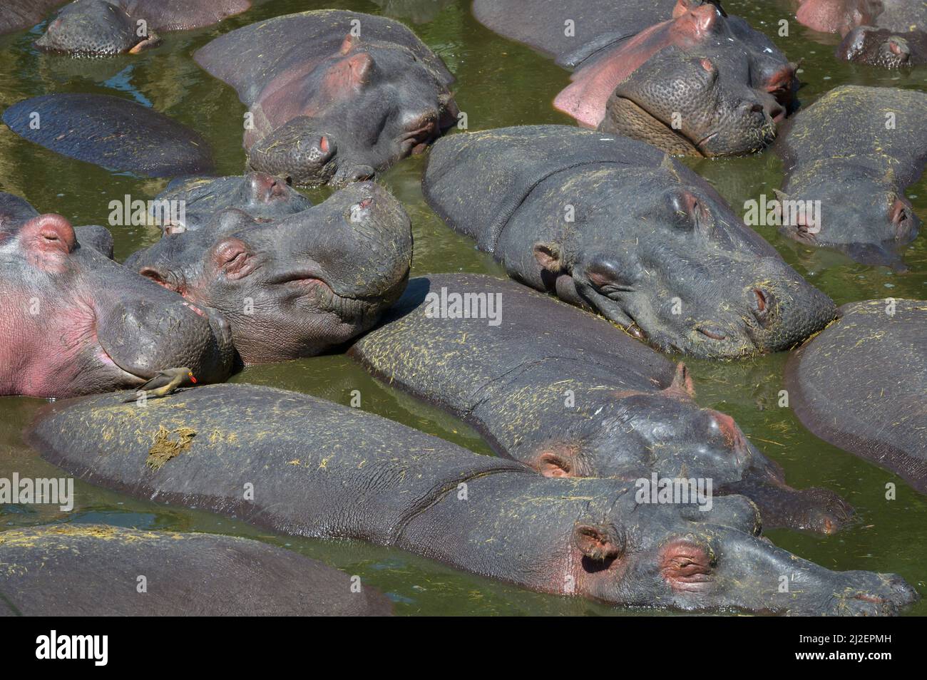 Tightly packed mass of Hippopotamus (Hippopotamus amphibius) in a muddy pool in a river, Serengeti national park, Tanzania. Stock Photo