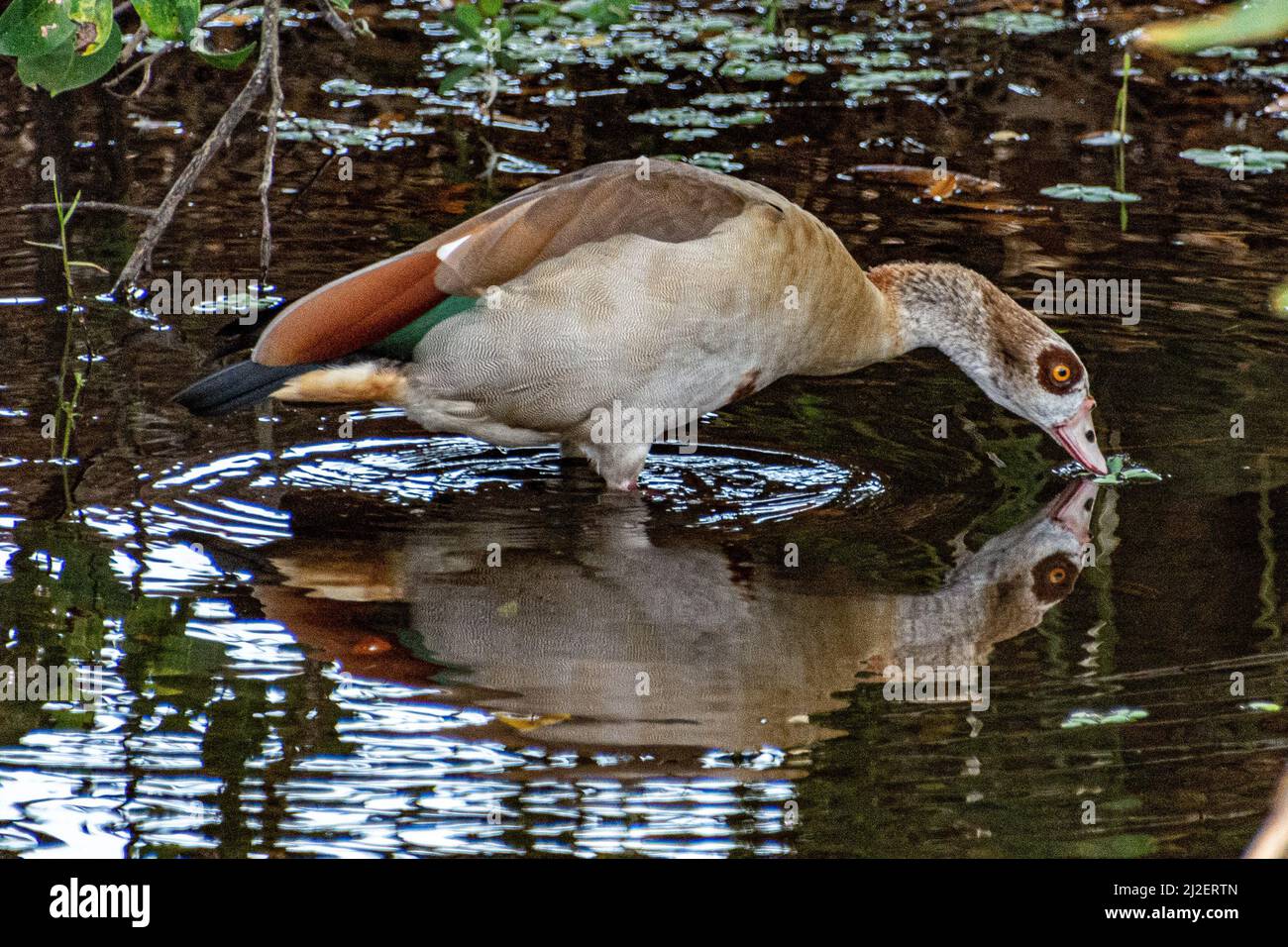 Egyptian Goose at Wakodahatchee wetlands and nature preserve Stock Photo