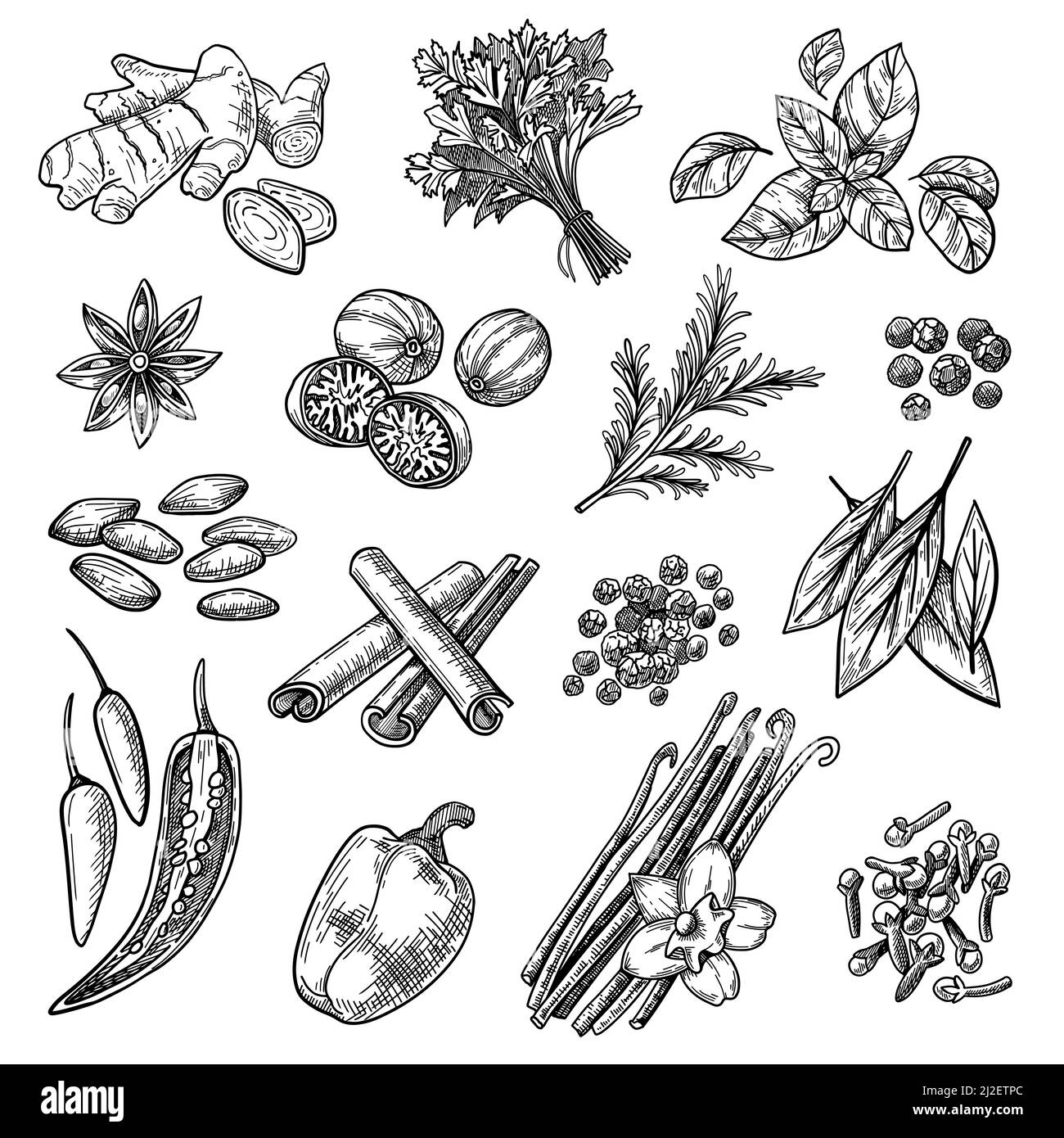 Spices sketches set. Hand drawn cinnamon, cardamom, nutmeg, ginger, clove, vanilla, basil, oregano, rosemary, pepper. Engraved vector illustration for Stock Vector